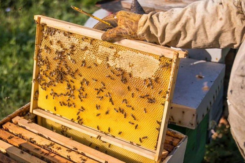 giảm thuế mật ong