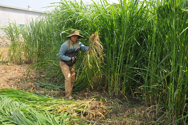 trồng cỏ nuôi bò