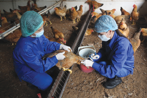 Công tác thú y trong chăn nuôi ngày càng được chú trọng Ảnh: Tất Sơn