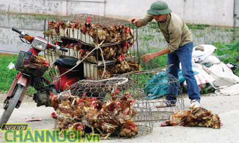 quan ngại gà nhập khẩu từ trung quốc - chăn nuôi