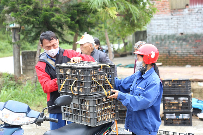 chăn nuôi quảng ninh