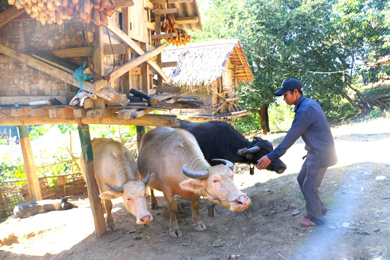 chăn nuôi kỳ sơn