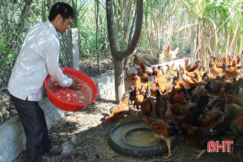 chăn nuôi lộc hà