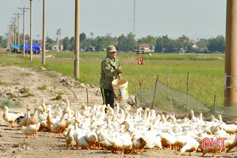 chăn nuôi lộc hà