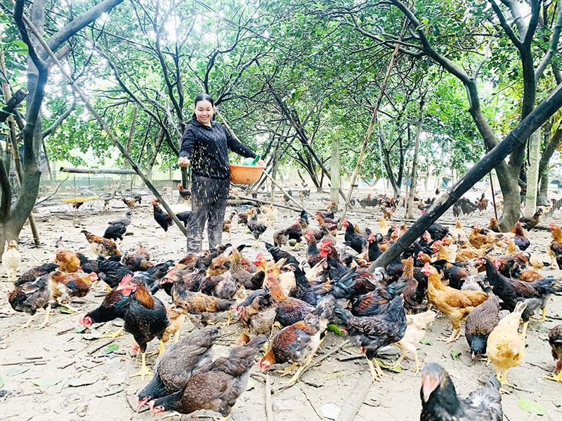 chăn nuôi gà quảng nam