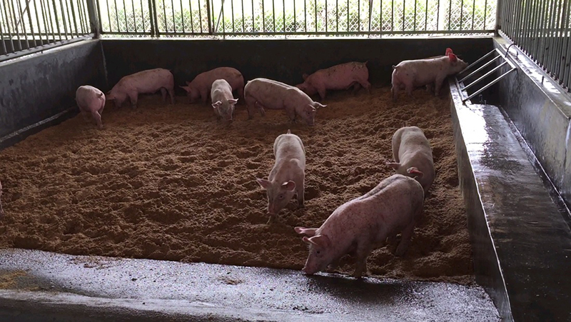 nuôi lợn mùa lũ