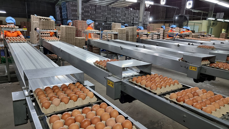 sản xuất trứng