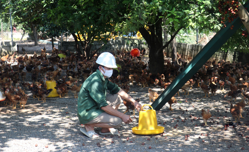 chăn nuôi gia cầm