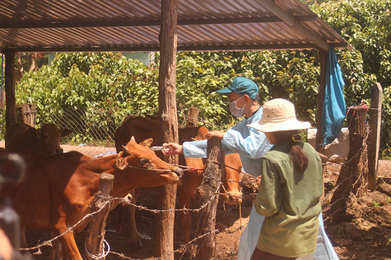 tiêm vaccine cho bò