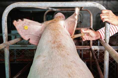 Lợn chảy máu mũi có thể lan truyền ở gia súc khác không?

