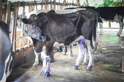 Bệnh viêm móng ở bò gây thiệt hại kinh tế lớn 	Ảnh: ST