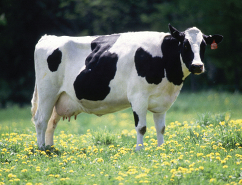 Hình ảnh Bò Và Sữa PNG Miễn Phí Tải Về - Lovepik