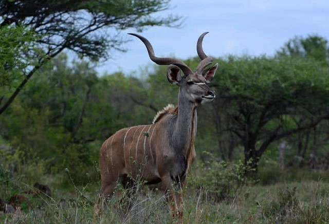 Linh dương Kudu