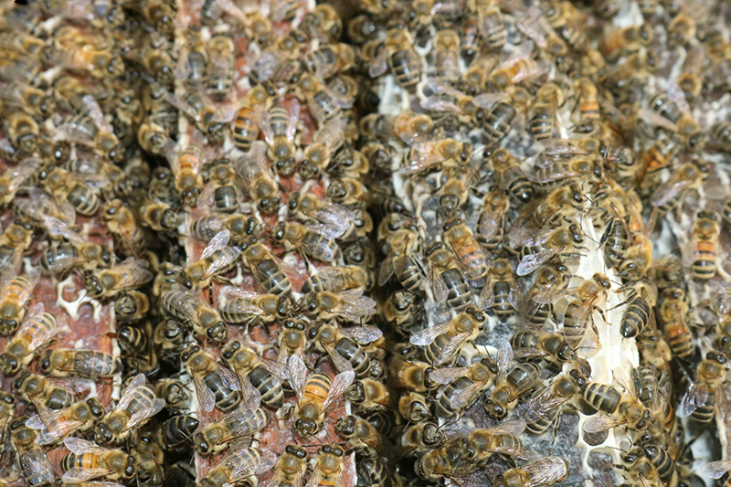 Mật ong rớt giá