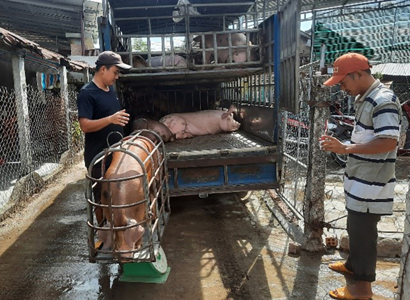 giá thức ăn chăn nuôi