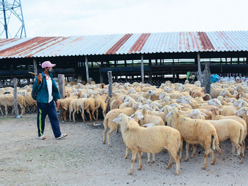nuôi cừu Ninh Thuận