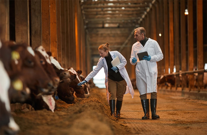 nuôi bò sữa an toàn sinh học