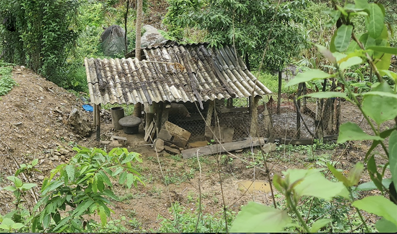 lợn đen Kỳ Sơn