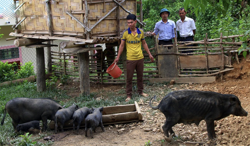 lợn đen Kỳ Sơn