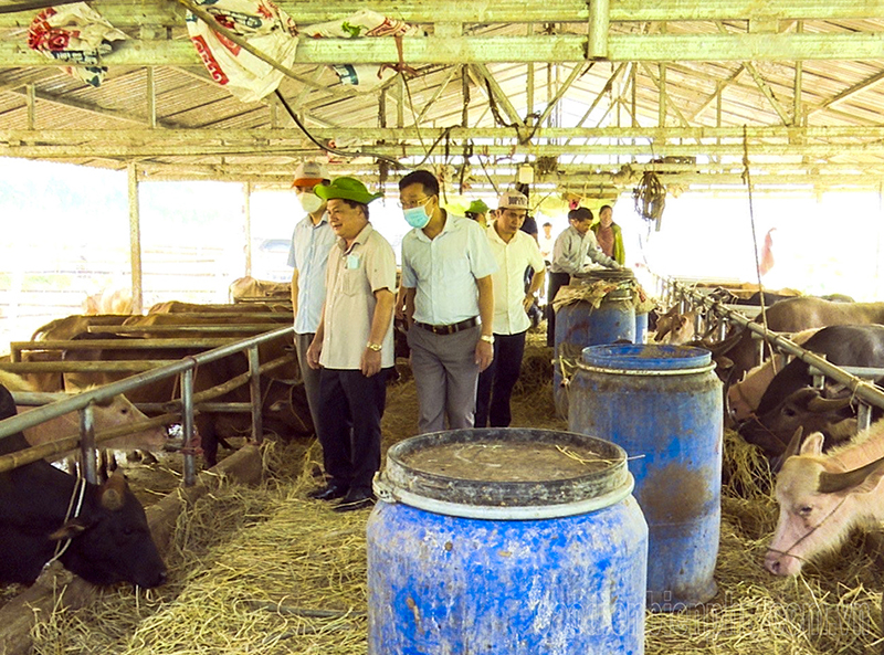 chăn nuôi đại gia súc