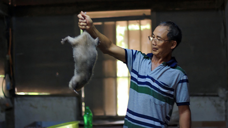 Mô hình chăn nuôi dúi sinh sản