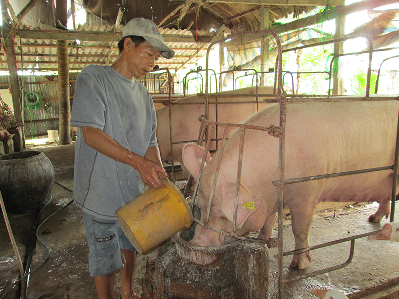 nuôi heo theo hướng an toàn sinh học