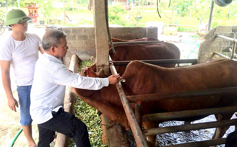 tiêm phòng cho vật nuôi