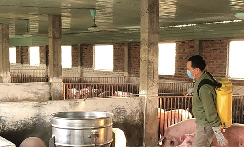 cơ sở chăn nuôi lợn vietgap