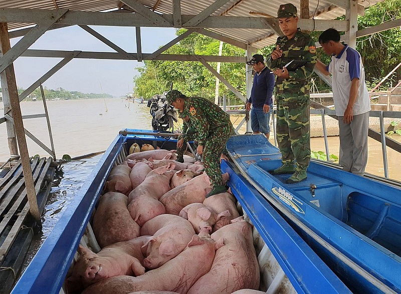 ngăn chặn lợn nhập lậu