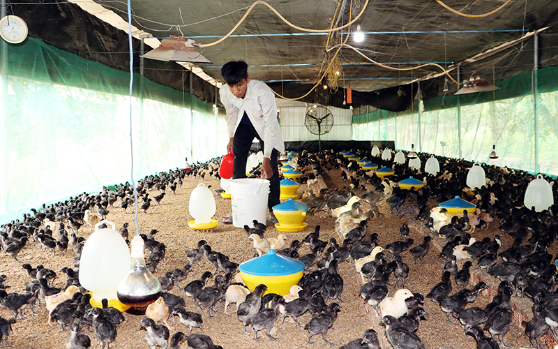 Kỹ thuật sưởi ấm cho gà  Tạp chí Chăn nuôi Việt Nam