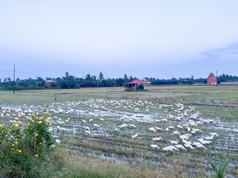 chăn nuôi vĩnh long