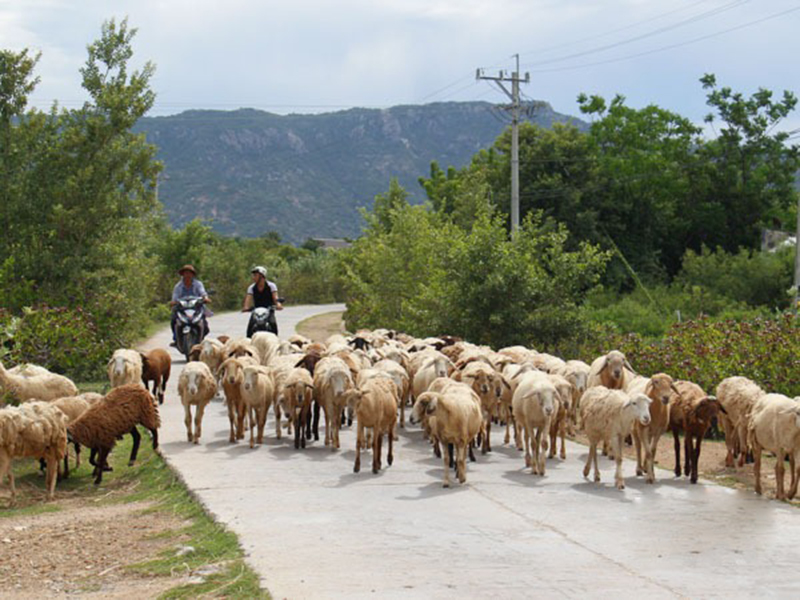 chăn nuôi ninh thuận