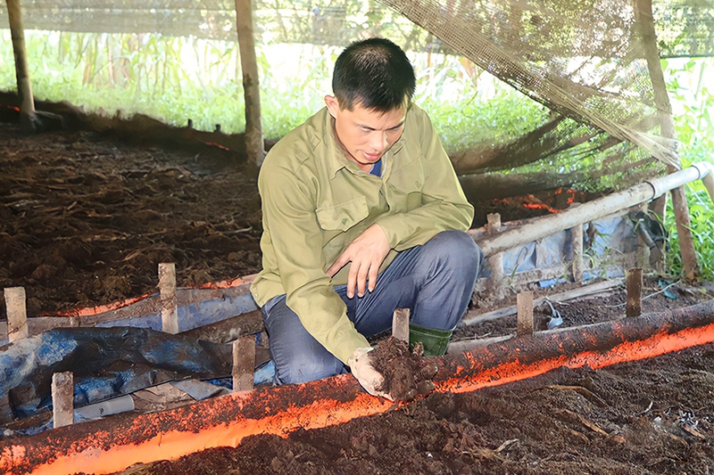 nuôi giun quế