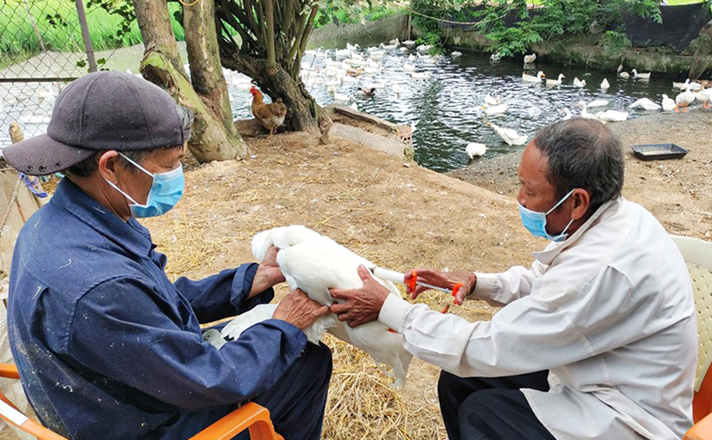 tiêm phòng gia súc, gia cầm