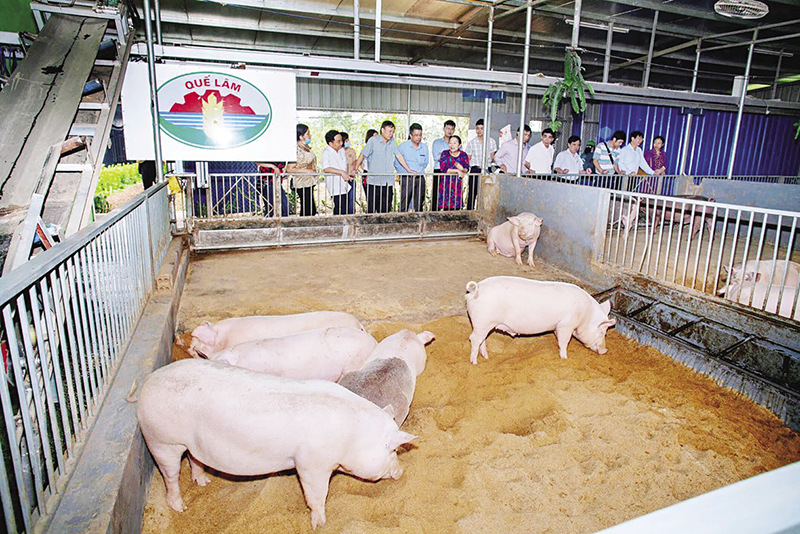 Tổ hợp chăn nuôi an toàn sinh học 4F của Tập đoàn Quế Lâm