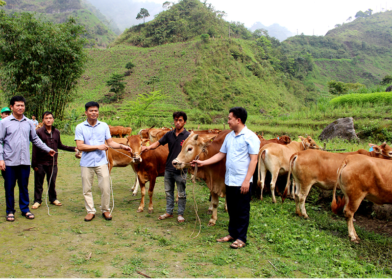 trao bò cho nông dân