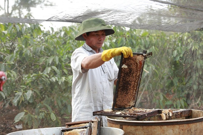 mật ong Việt Nam
