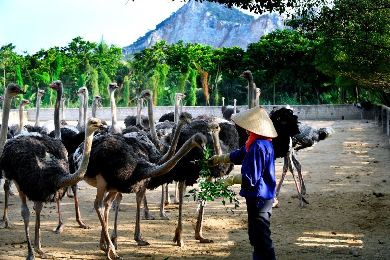 trang trại đà điểu