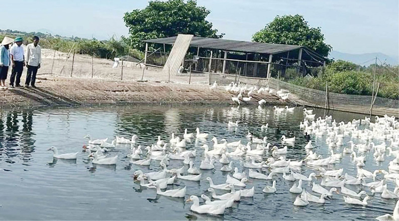 gia trại vịt an toàn