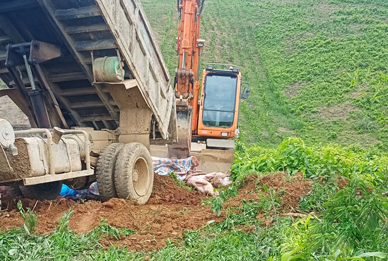 tiêu hủy lợn