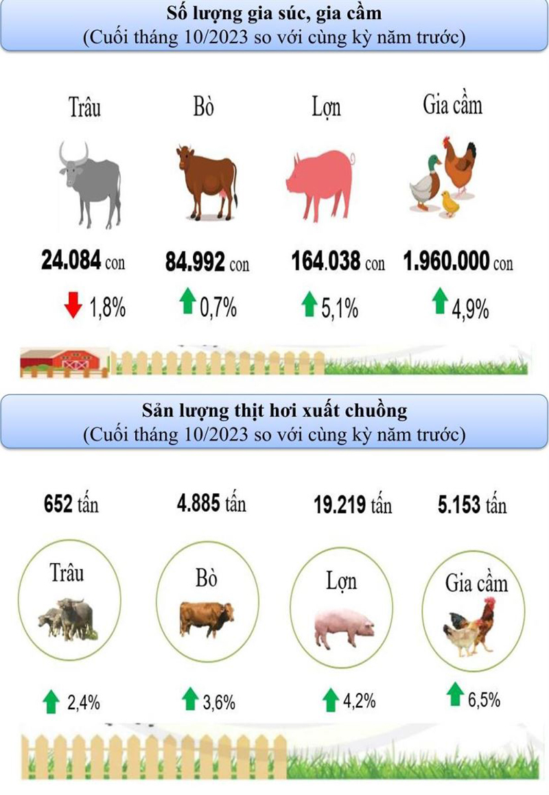 sản lượng thịt hơi xuất chuồng cuối tháng 10