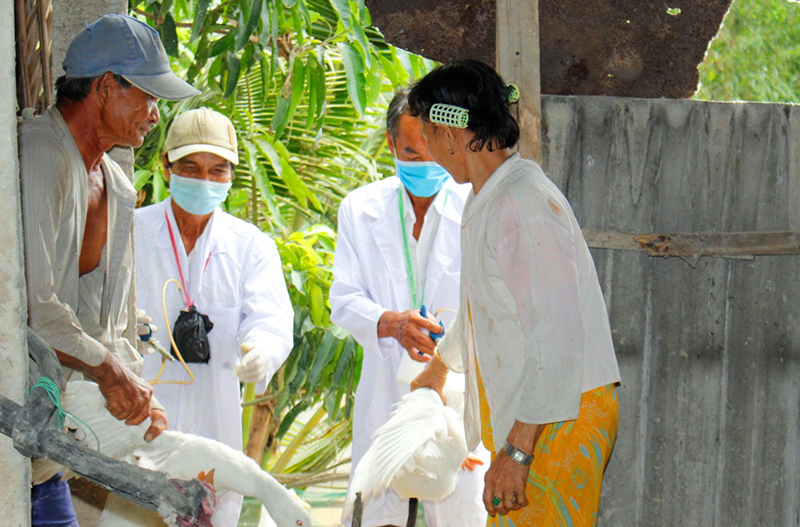 tiêm cho vịt