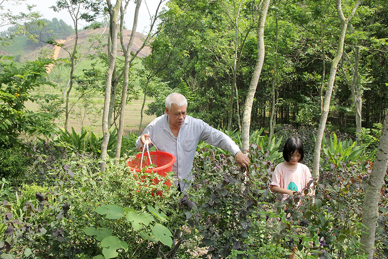 nuôi gà thảo mộc