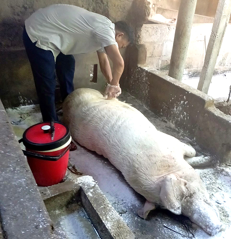 lấy mẫu xét nghiệm tả lợn châu Phi