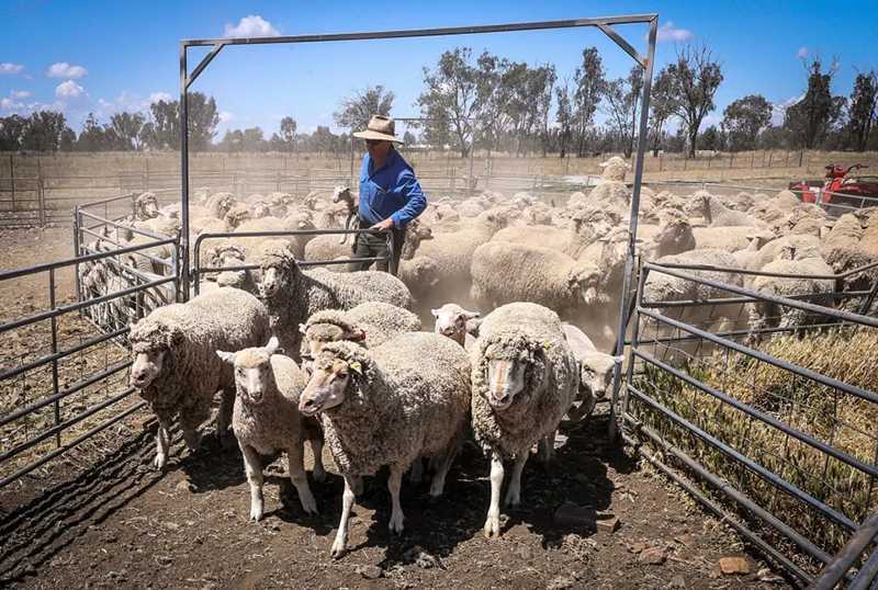 Trang trại nuôi cừu tại Australia