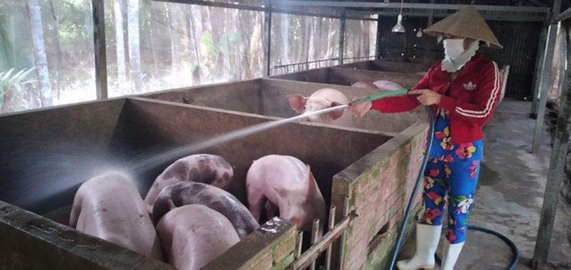 hỗ trợ thiệt hại dịch tả lợn