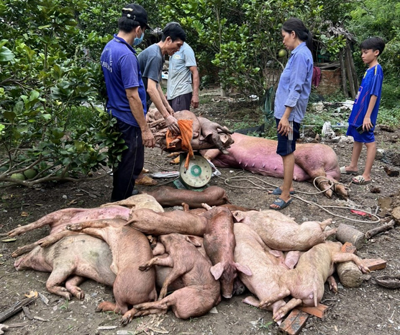 tả heo Châu Phi