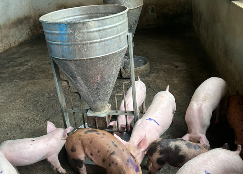Vắc xin phòng bệnh dịch tả lợn châu Phi