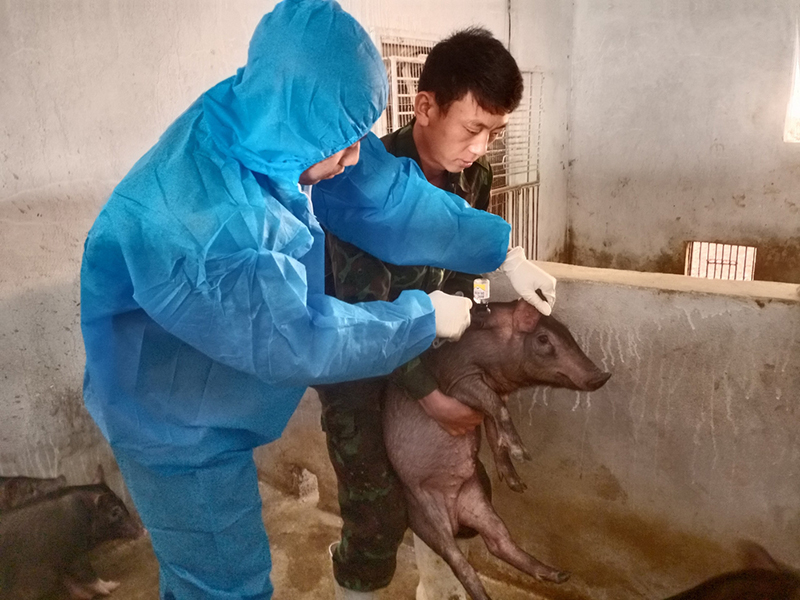 tiêm vắc xin dịch tả lợn châu Phi AVAC ASF LIVE