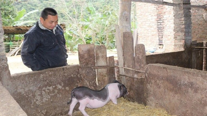 triển khai tiêm vaccine phòng dịch tả lợn châu Phi